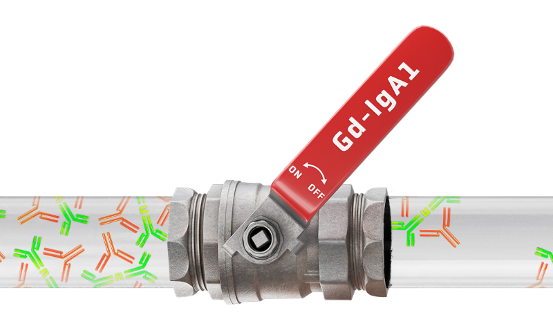 Gd-IgA1-pipeline.pngStylized pipe image with a red Gd-IgA1 valve, illustrating changes in immune complex flow as a visual metaphor for disease modulation.