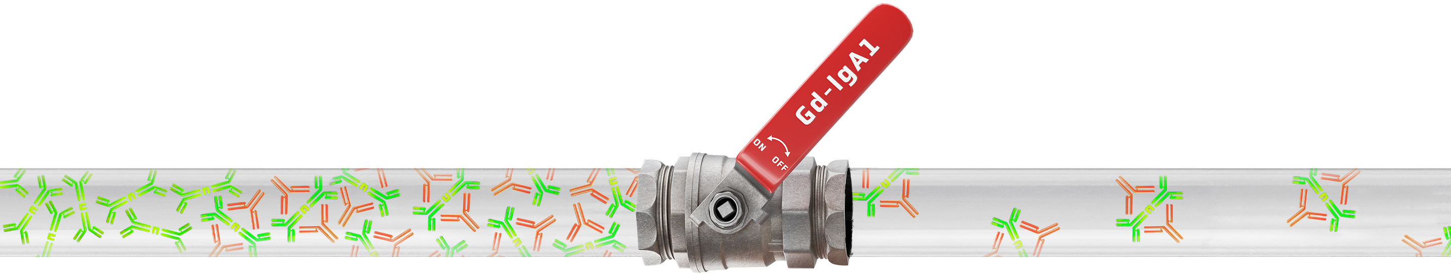 Gd-IgA1-pipeline.pngStylized pipe image with a red Gd-IgA1 valve, illustrating changes in immune complex flow as a visual metaphor for disease modulation.