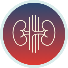 Kidney Icon